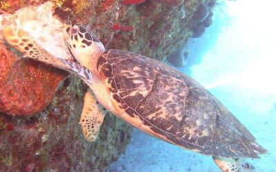 Best Tours & Experiences in Grand Cayman