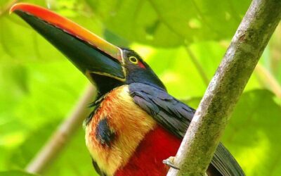 Best Time to Visit Quepos (2026): Month-by-Month Guide