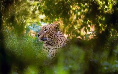 Best Tours & Experiences in Negombo