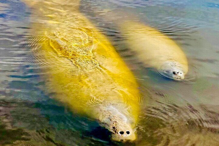 Manatee Sightseeing and Wildlife Boat Tour