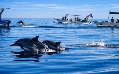 Best Tours & Experiences in Lovina