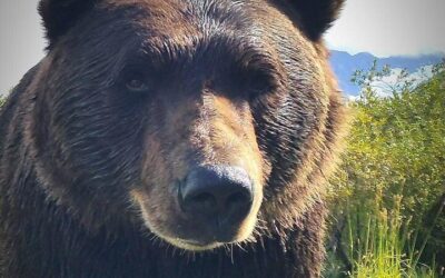 PRISTINE – Wilderness, Wildlife, Glacier Experience (2026 Review & Booking Guide)