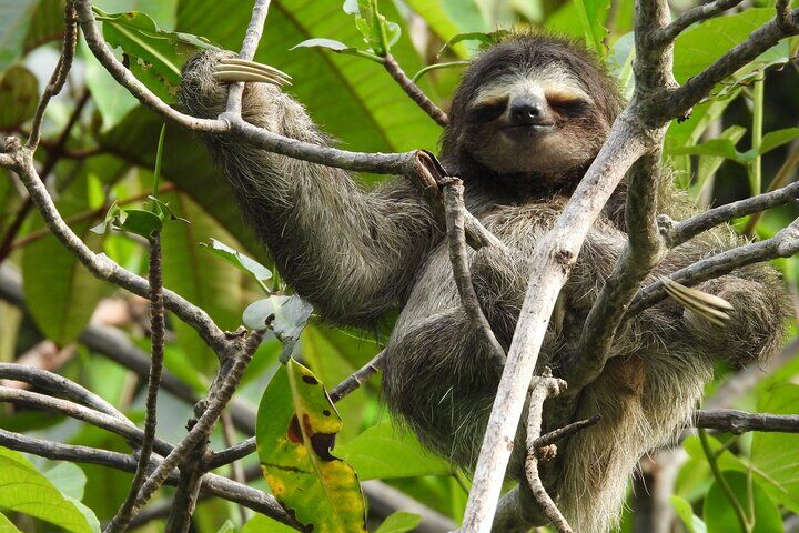 Best Tours & Experiences in Bocas del Toro 13 A Bocas Mangrove Kayak & Reef Snorkel Eco Tour