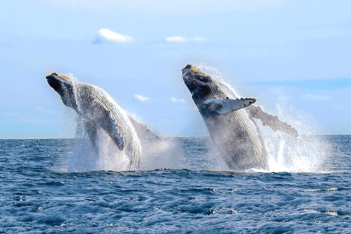 Cabo San Lucas Luxury Catamaran Whale Watching (2026 Review & Booking Guide) 1 Cabo San Lucas Luxury Catamaran Whale Watching in Cabo San Lucas