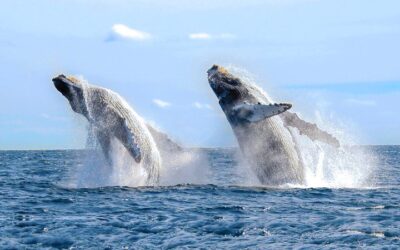 Best Tours in Cabo San Lucas: Top Ways to Experience the City (2026)