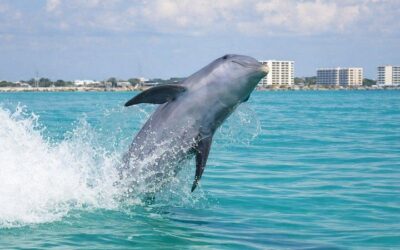 Dolphin Sunset Cruise in Panama City Beach on the “Island Time” (2026 Review & Booking Guide)