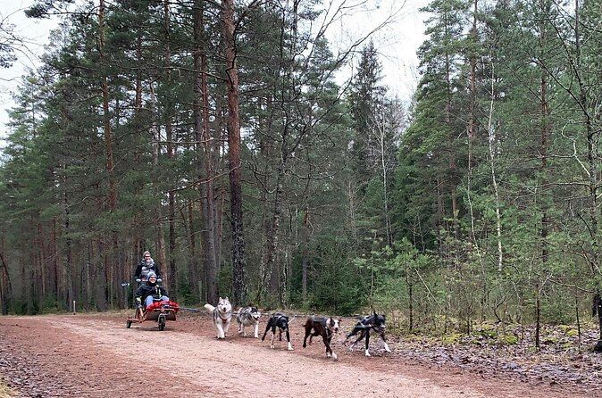 Die besten Touren und Erlebnisse in Riga, Lettland 7 Ultimate Husky Dog Sledding Experience in Latvia Private Tour from Riga - Riga Latvia