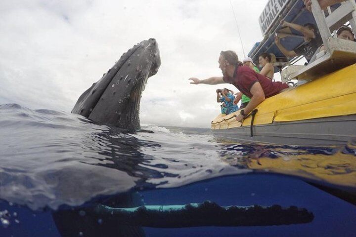 Best Day Trips from Maui (2026) 12 Maui: Ultimate Whale Watch from Lahaina