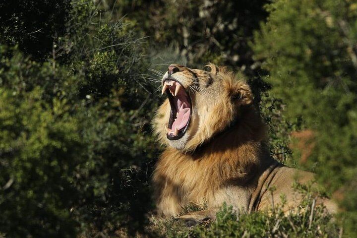 Addo Elephant National Park All Inclusive Full-Day Safari