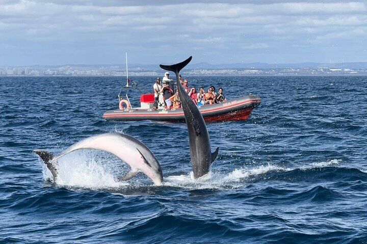 Best Tours & Experiences in Albufeira Portugal 14 Albufeira: Dolphins and Caves Tour