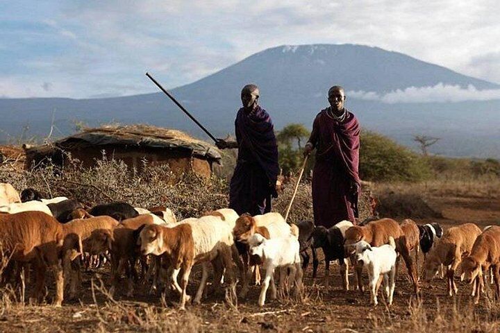 Best Tours & Experiences in Amboseli 12 Amboseli Day Tour from Nairobi