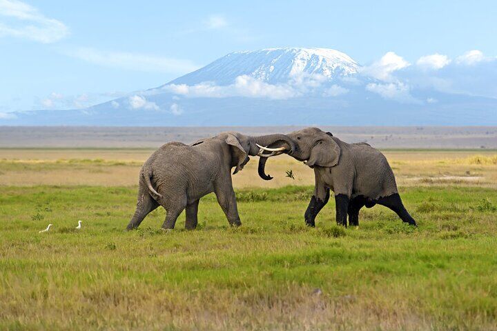 Amboseli National Park Sunrise Safari Day Trip from Nairobi