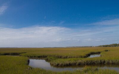Amelia Island, Florida Travel Guide: Best Tours, Sights and How to Plan Your Trip
