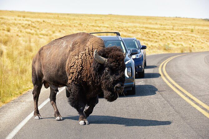 유타주 그레이트솔트호 최고의 투어 & 체험 31 Antelope Island Wildlife Expedition Great Salt Lake Adventure - Great Salt Lake Utah