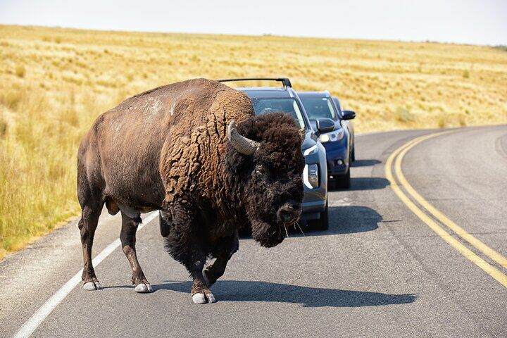 유타주 그레이트솔트호 최고의 투어 & 체험 18 Antelope Island Wildlife Expedition Great Salt Lake Adventure