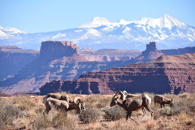 Arches and Canyonlands 4X4 Adventure from Moab - Moab Arches Utah