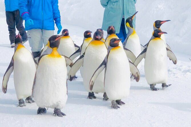 Die besten Touren und Erlebnisse in Sapporo 17 Asahiyama Zoo Blue Pond Shirahige Falls Ningle Terrace from Sapporo