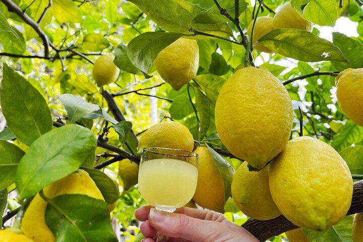 Best Things To Do in Amalfi: Amalfi Cathedral & Amalfi Coast Drive 18 Authentic Amalfi Lemon Tour & Tasting in the Historical Garden