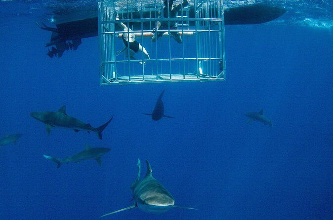 Best Tours & Experiences in North Shore Oahu 16 Shark Cage Diving on Oahu North Shore with Local Guides - North Shore Oahu