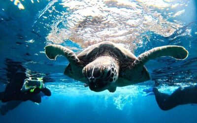 Best Tours & Experiences in Ishigaki