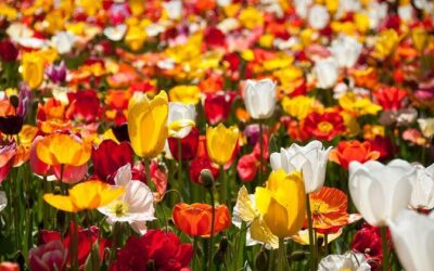 Best Tours & Experiences in Canberra