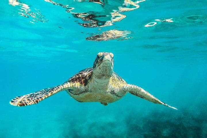 Barbados Catamaran Turtle and Shipwreck Snorkeling Cruise