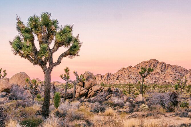 Joshua Tree National Park Self Driving Audio Tour