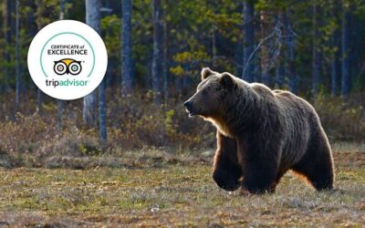 Banff Highlights & Wildlife | Award-Winning (2026 Review & Booking Guide)