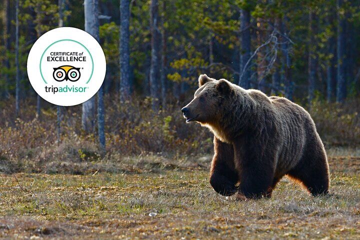 Banff Highlights & Wildlife | Award-Winning (2026 Review & Booking Guide) 1 Banff Highlights & Wildlife | Award-Winning in Banff