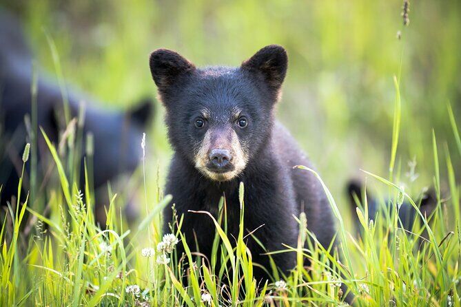 Best Tours & Experiences in Whistler 17 Bear Safari 4x4 Adventure