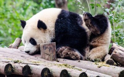 Best Tours & Experiences in Chengdu, China
