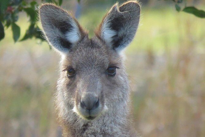 Best Tours & Experiences in Byron Bay 18 Byron Bay Wildlife Safari