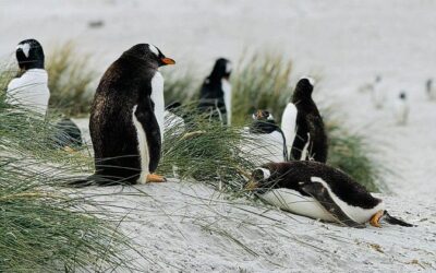 Best Tours & Experiences in Falkland Islands