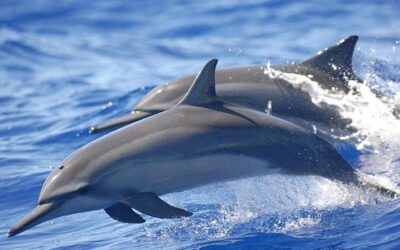 Best Tours & Experiences in Puerto Escondido
