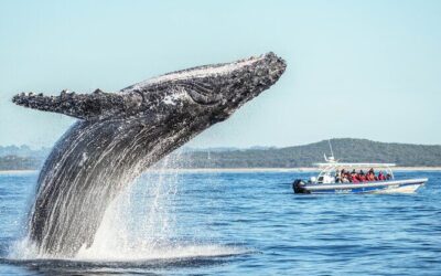 Best Tours & Experiences in Byron Bay