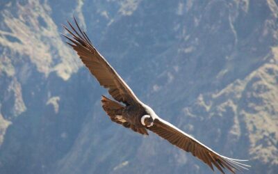 Best Tours & Experiences in Samaipata
