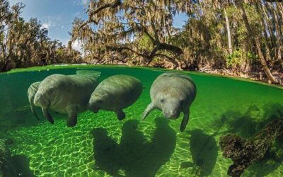 3 Hour Small Group All Inclusive Manatee Swim with free Photo pkg (2026 Review & Booking Guide)