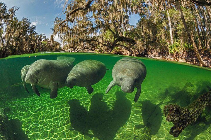 3 Hour Small Group All Inclusive Manatee Swim with free Photo pkg (2026 Review & Booking Guide) 1 3 Hour Small Group All Inclusive Manatee Swim with free Photo pkg in Crystal River
