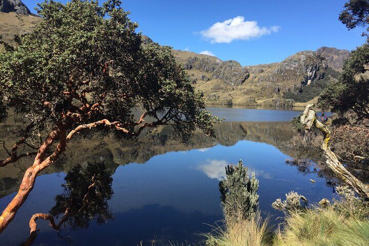 Best Things To Do in Cuenca: Catedral de la Inmaculada Concepcion & Rio Tomebamba promenade 14 Cajas National Park Small-Group tour from Cuenca
