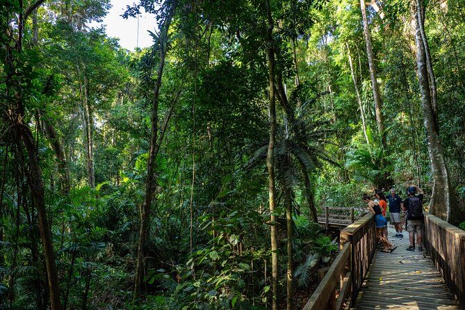 Best Tours & Experiences in Port Douglas 17 Cape Tribulation and Daintree Rainforest Day Trip from Port Douglas