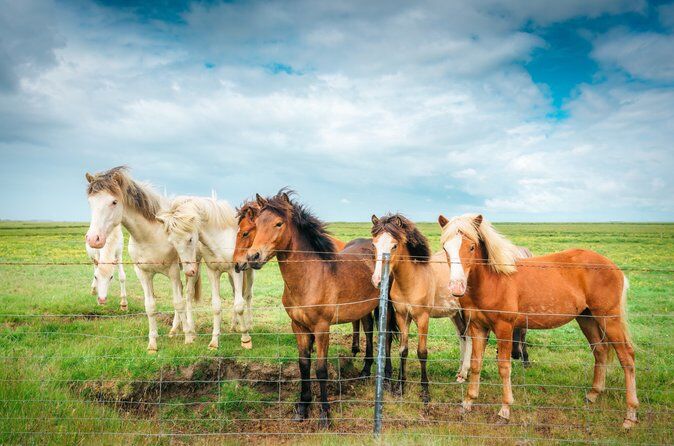 Best Tours & Experiences in Reykjavik Iceland 16 Iceland from Reykjavik Golden Circle Tour with Local Surprise - Reykjavik Iceland