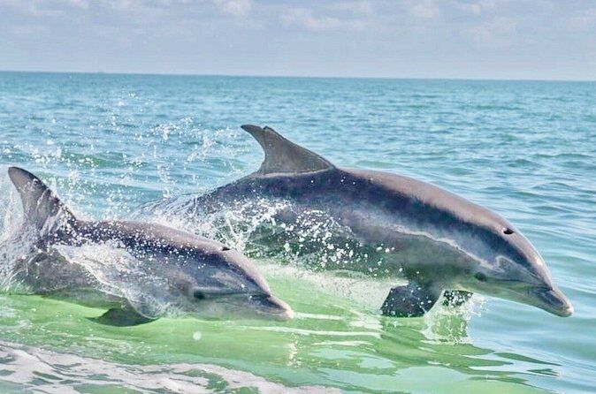ペンサコーラのおすすめツアー&体験 19 Frisky Mermaid Dolphin Tours - Pensacola Florida