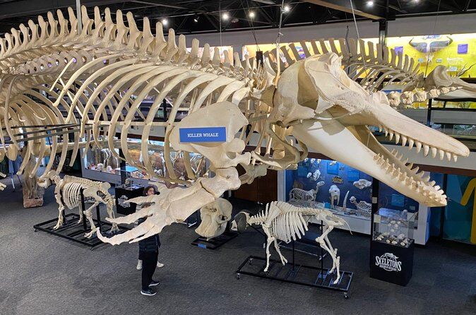 Melhores passeios e experiências em Oklahoma City 19 General Admission SKELETONS Museum of Osteology - Oklahoma City