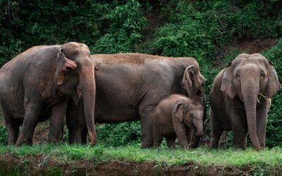 Best Tours & Experiences in Chiang Mai