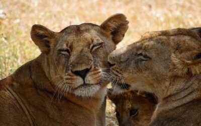 Best Tours & Experiences in Serengeti