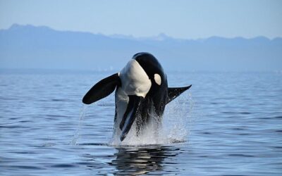 Vancouver Half-Day Whale Watching Adventure with Free Photos (2026 Review & Booking Guide)