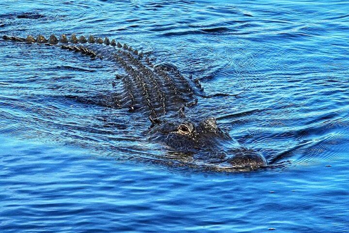 Everglades Small-Group Tour from Miami with Transportation in Miami