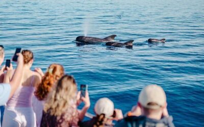 Tenerife Ecoyacht Tour for Whale Watching (2026 Review & Booking Guide)
