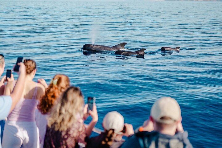 Tenerife Ecoyacht Tour for Whale Watching in Tenerife