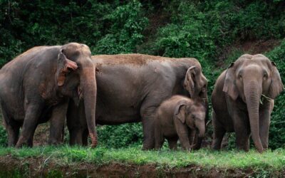 Chiang Mai Elephant Sanctuary, Bamboo Rafting and Waterfall (2026 Review & Booking Guide)